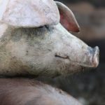 Demeter Schweinefleisch erst wieder Ende Januar 22